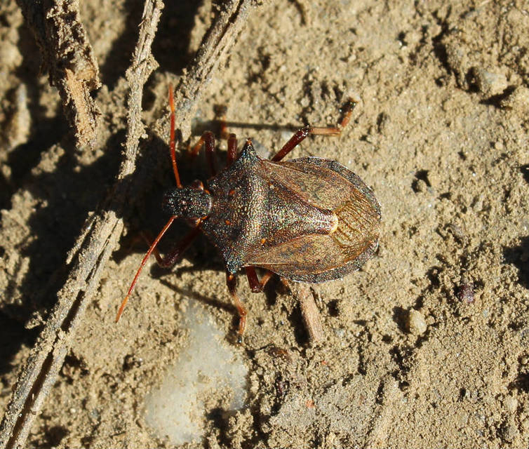 Picromerus bidens - tüskés címerespoloska Picromerus bidens - tüskés címerespoloska