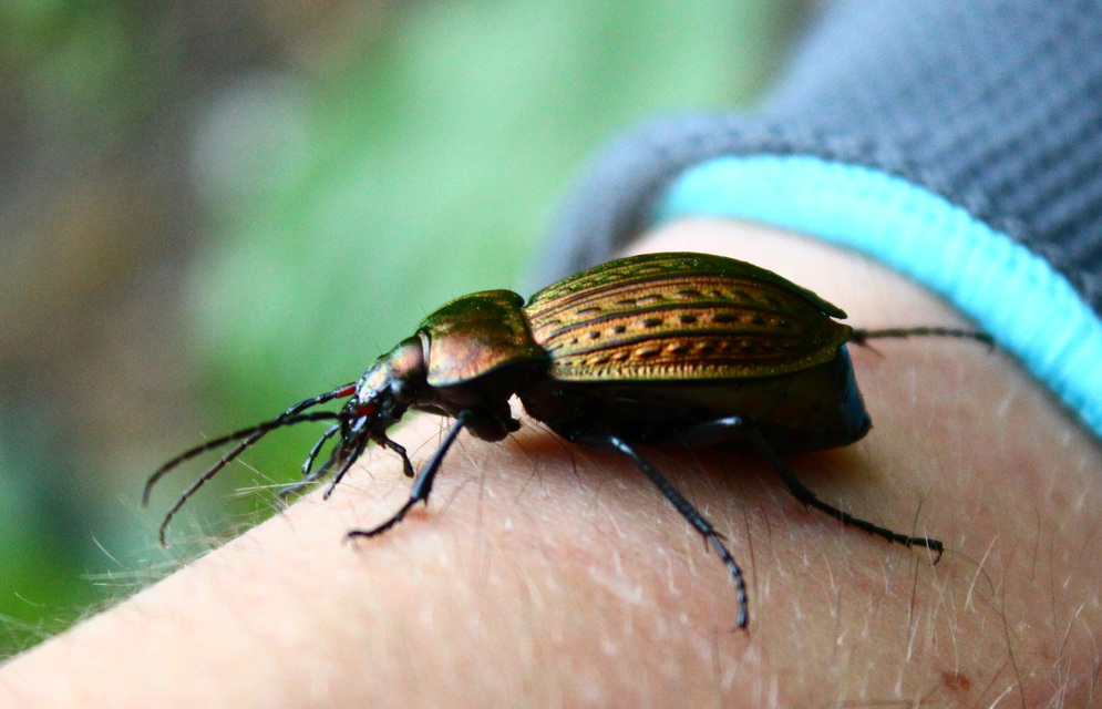 Carabus cancellatus - ragyás futrinka Carabus cancellatus - ragyás futrinka