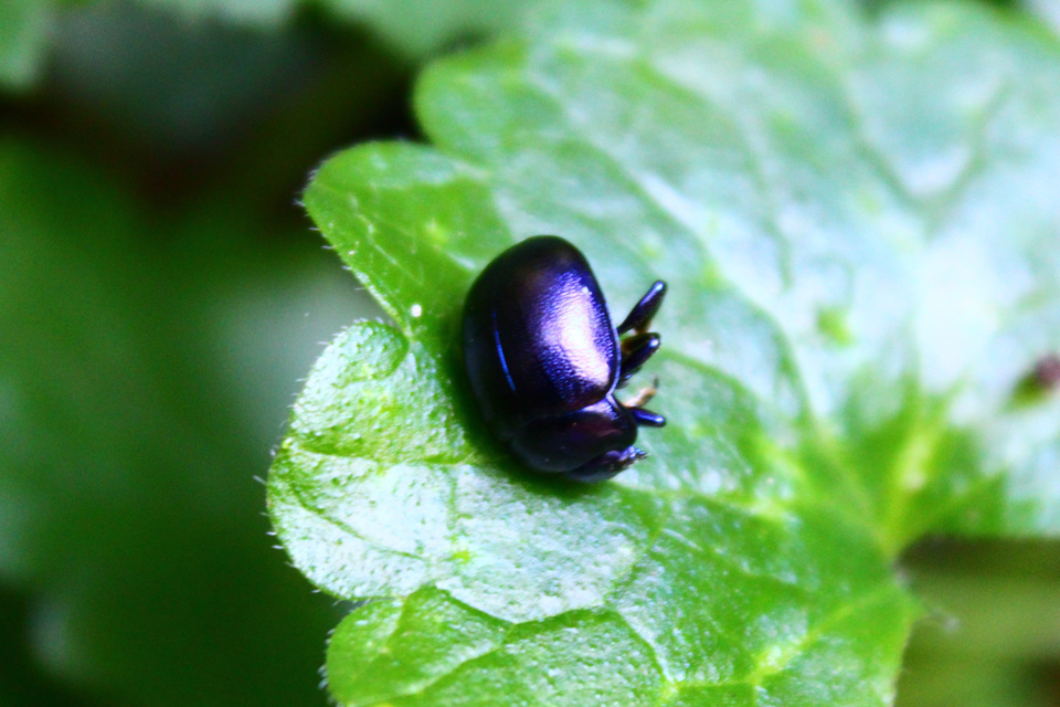 Chrysolina globipennis olivieri - hegyi levélbogár
