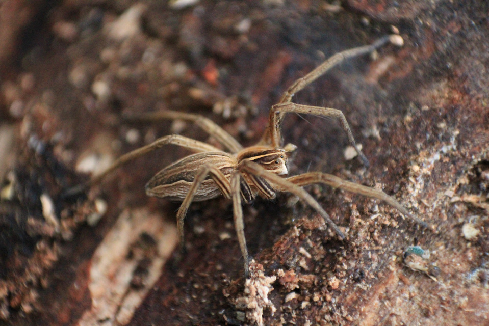 Pisaura mirabilis - csodáspók