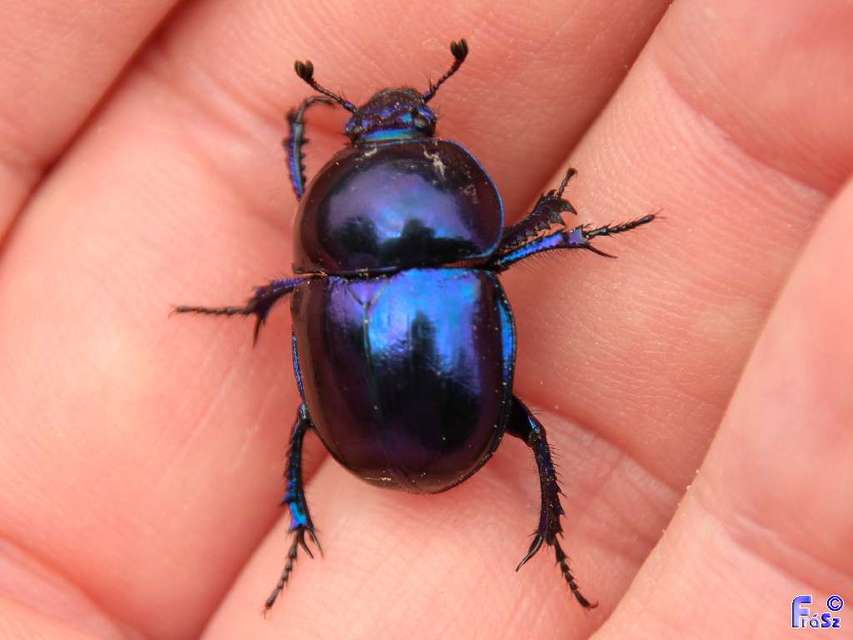 Trypocopris vernalis - tavaszi álganéjtúró