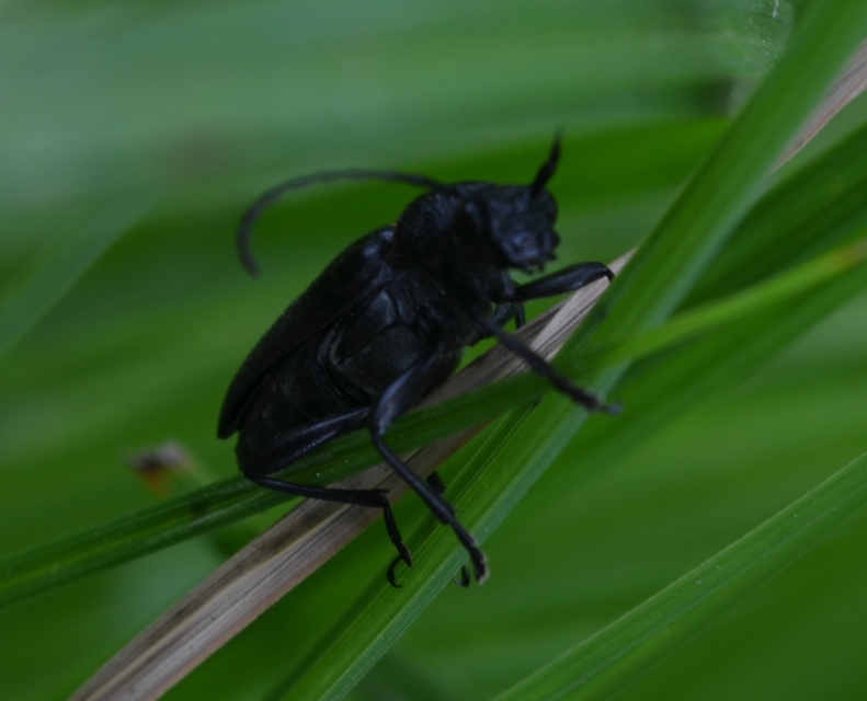 Stictoleptura scutellata - hegyi virágcincér