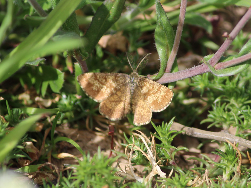 Ematurga atomaria - barna rétiaraszoló