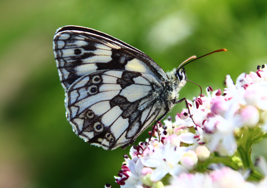 Melanargia galathea - sakktáblalepke