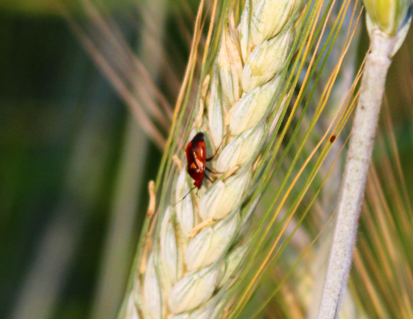 Deraeocoris