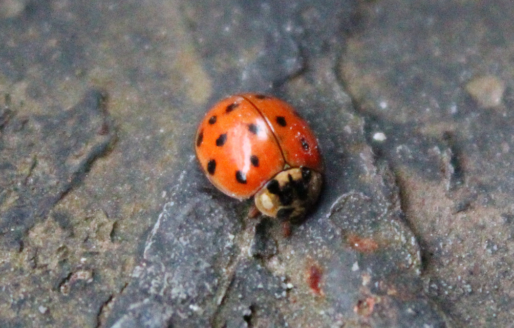 Harmonia axyridis - harlekinkatica