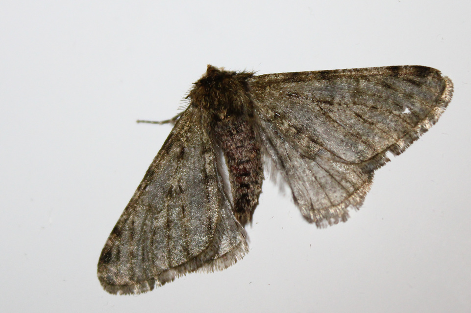 Apocheima pilosaria - zöldes tavasziaraszoló