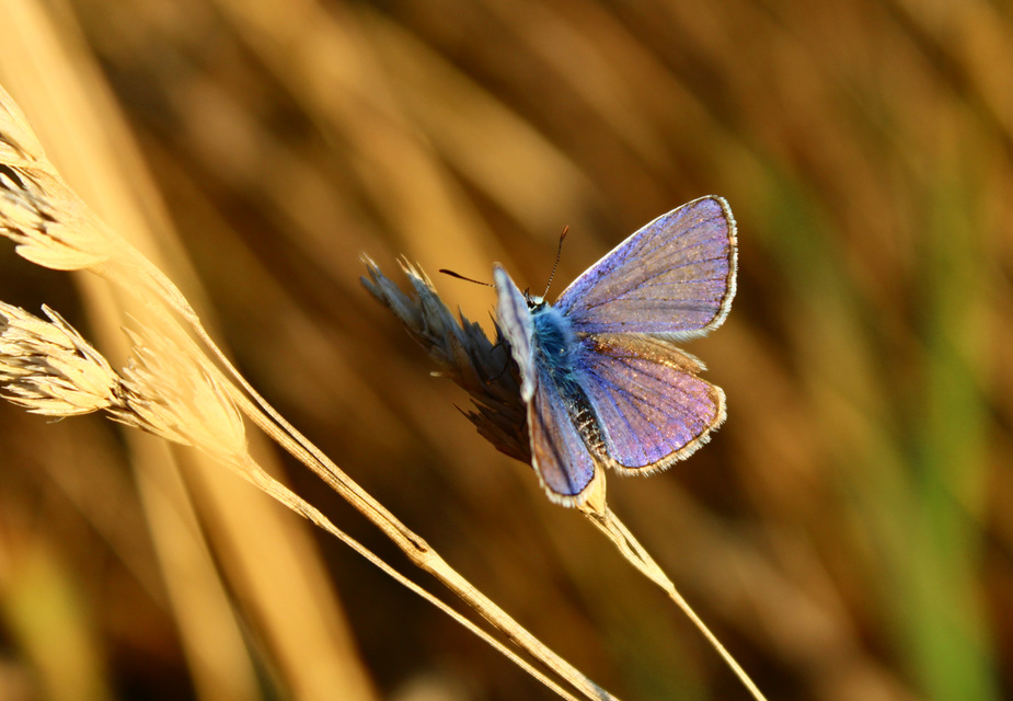 Polyommatus icarus - közönséges boglárka