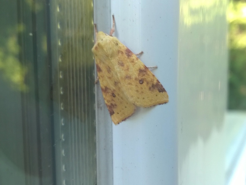 Cirrhia icteritia - nyárfa-sárgabagoly