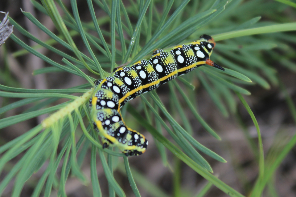 Hyles euphorbiae - kutyatejszender