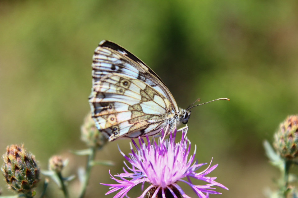 Melanargia galathea - sakktáblalepke