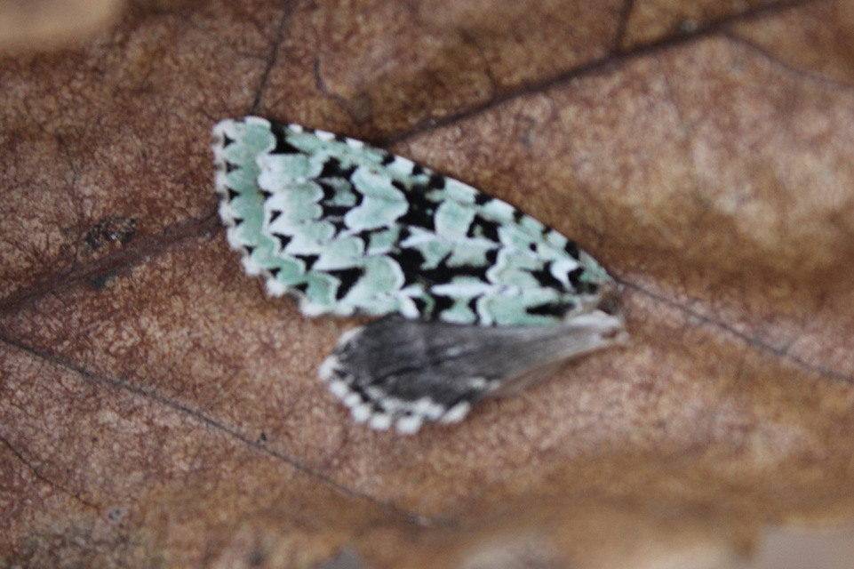Griposia aprilina - őszi zöldbagoly