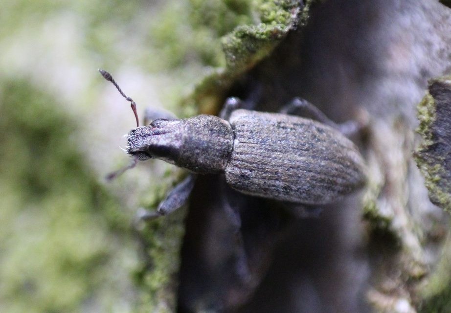 Sitona humeralis - lucerna-csipkézőbogár