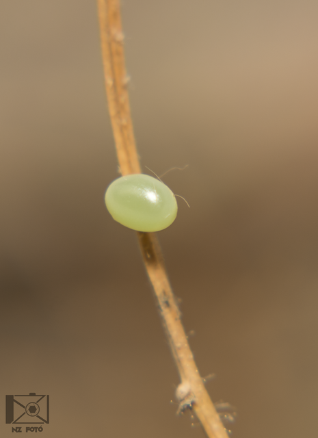 Mimas tiliae - hársfaszender