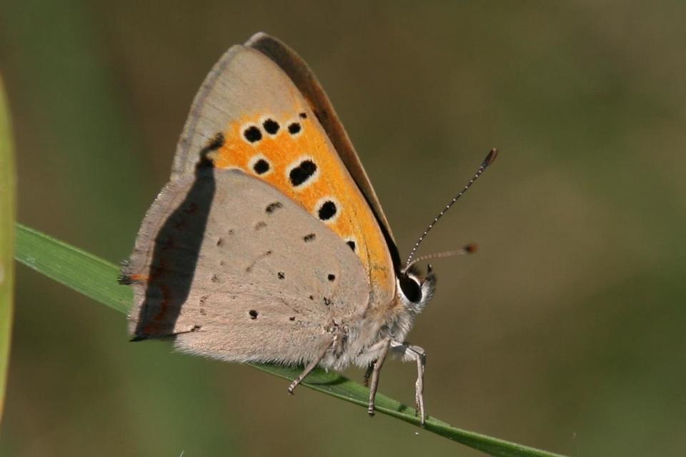Lycaena phlaeas - közönséges tűzlepke