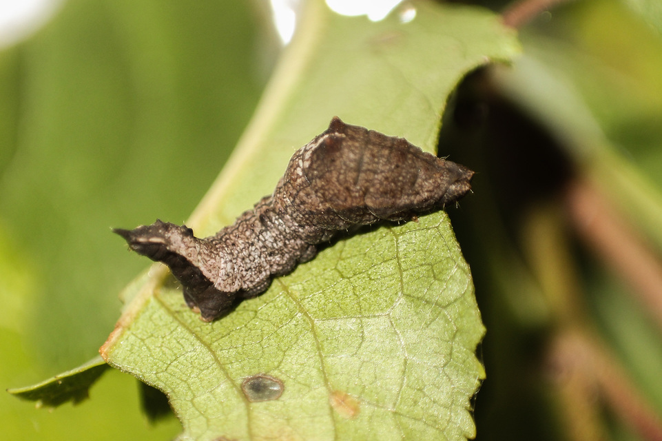 Cilix glaucata - törpe sarlósszövő