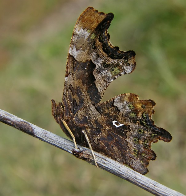 Nymphalis c-album - C-betűs lepke