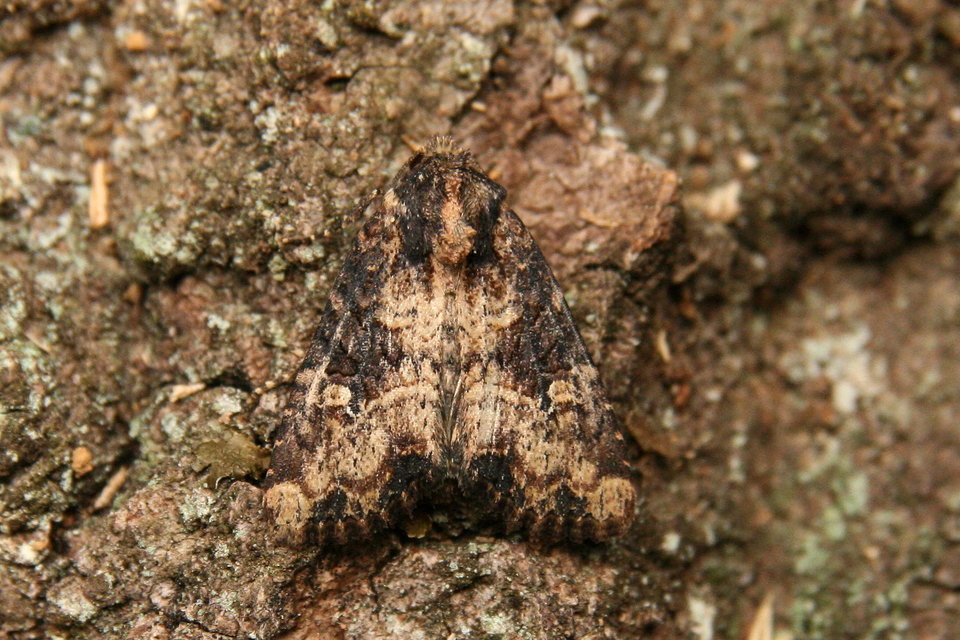 Mesapamea secalella/secalis