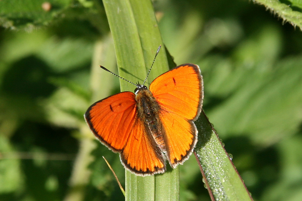 Lycaena dispar rutilus - nagy tűzlepke