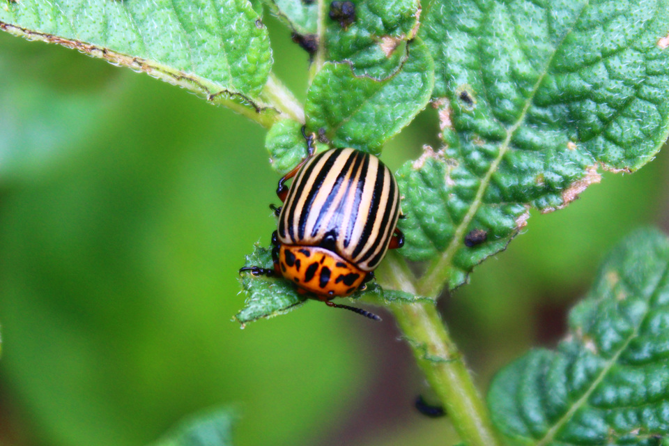 Leptinotarsa decemlineata - burgonyabogár