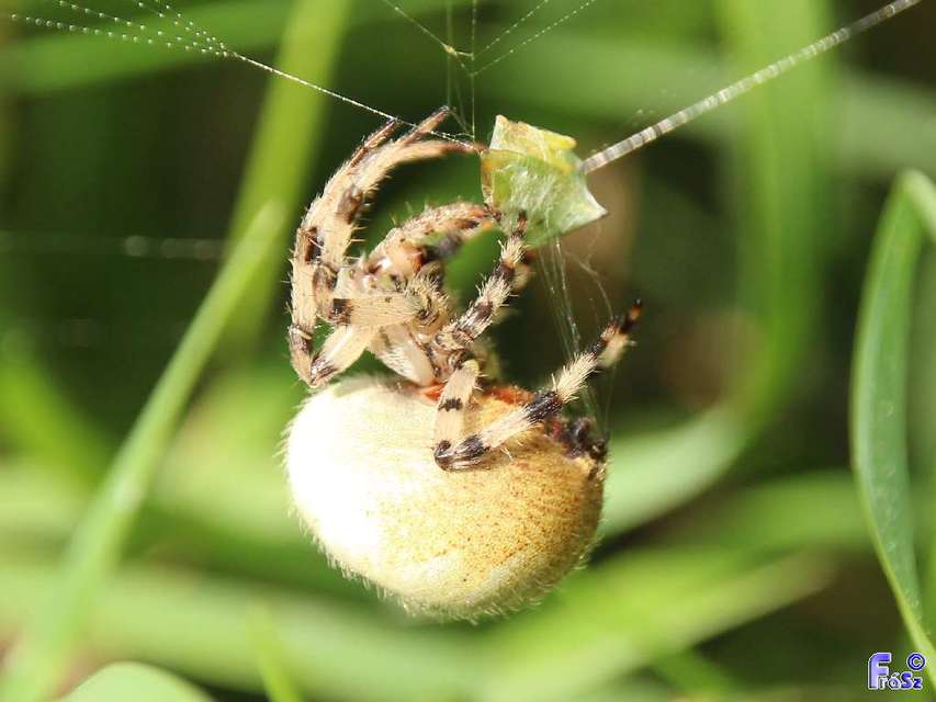 Araneus quadratus - négyes keresztespók