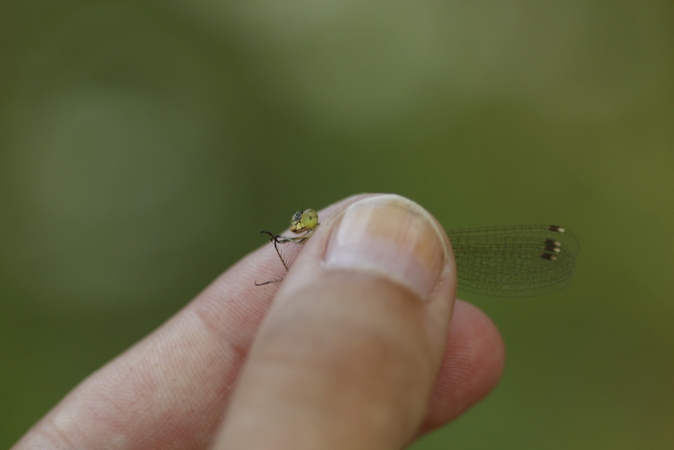 Lestes barbarus - foltosszárnyjegyű rablószitakötő