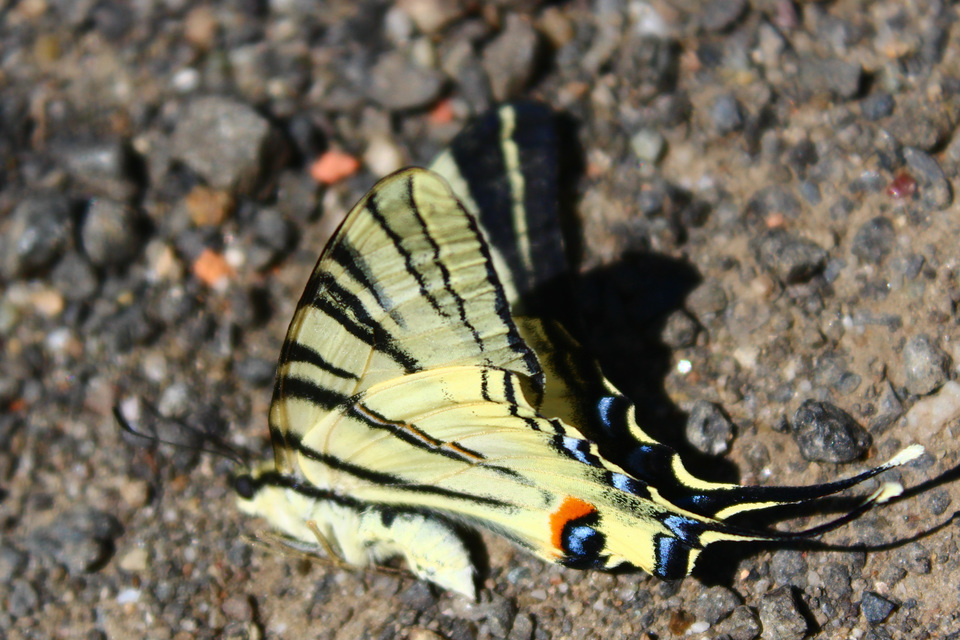 Iphiclides podalirius - kardoslepke