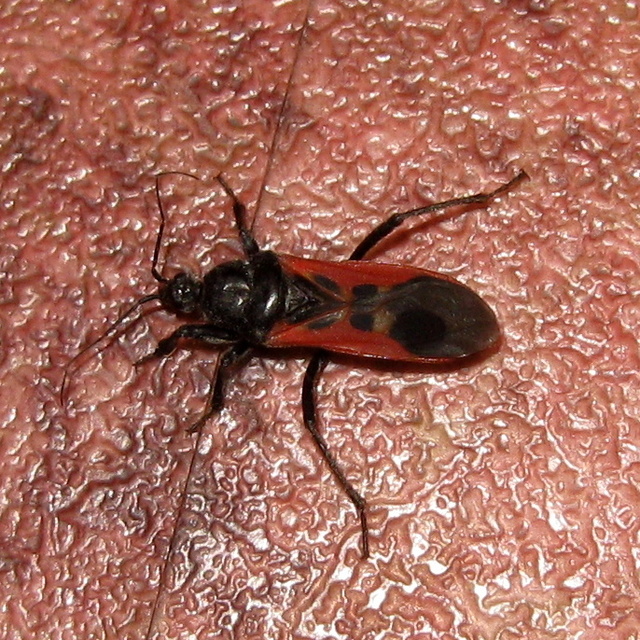Peirates hybridus - foltos rablópoloska