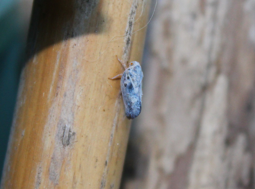 Metcalfa pruinosa - amerikai lepkekabóca Metcalfa pruinosa - amerikai lepkekabóca
