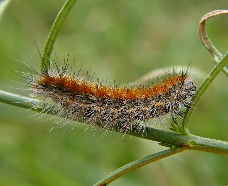 Rhyparia purpurata - bíborszínű medvelepke