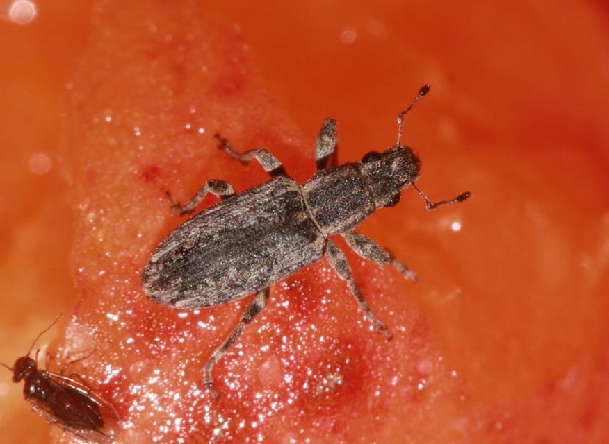 Sitona callosus - szempillás csipkézőbogár