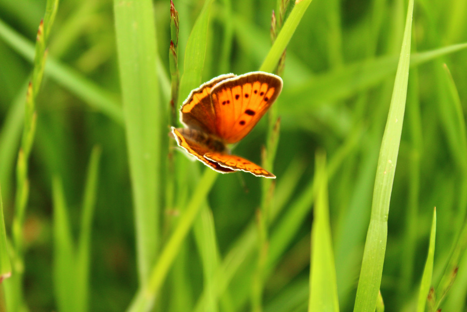 Lycaena dispar rutilus - nagy tűzlepke