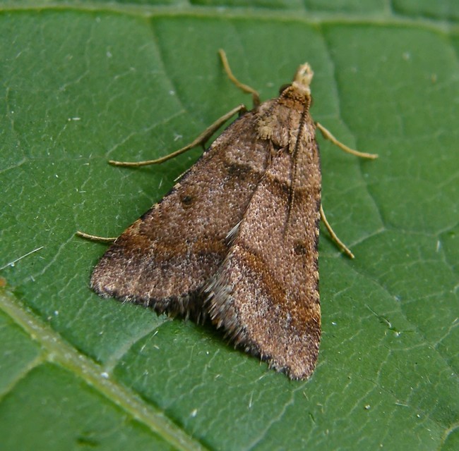 Stemmatophora brunnealis - barna fényilonca
