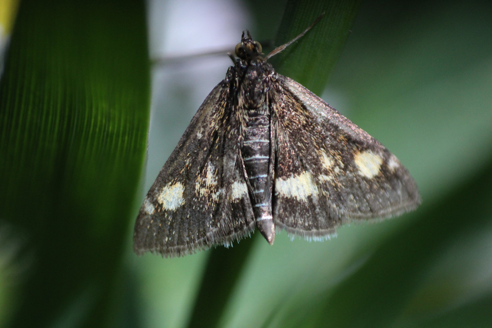 Pyrausta aurata - aranyló bíbormoly