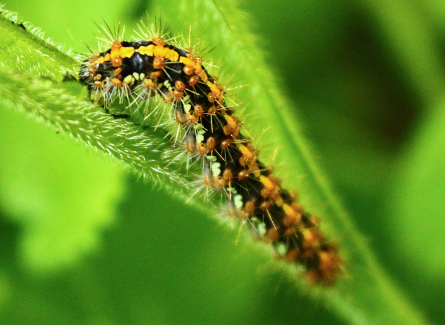 Euplagia quadripunctaria - csíkos medvelepke
