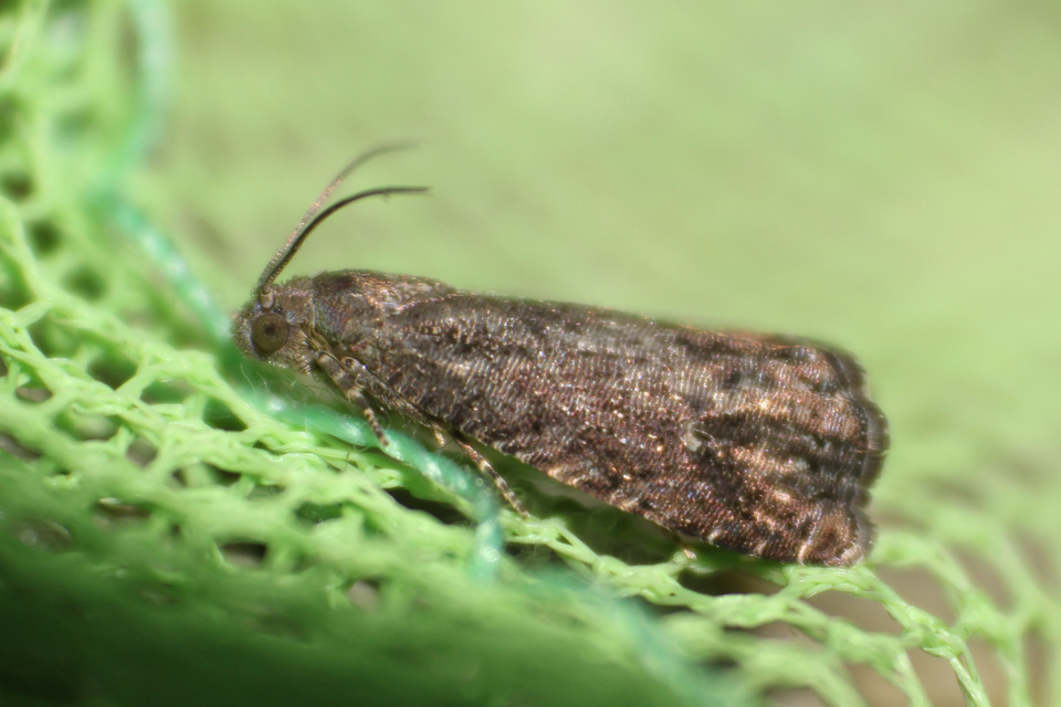 Grapholita