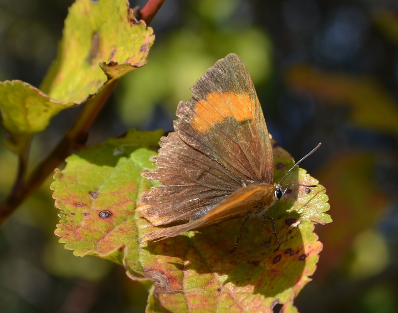 Thecla betulae - nyírfalepke
