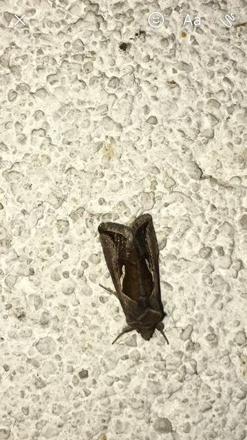 Macdunnoughia confusa - cseppfoltos ezüstbagoly
