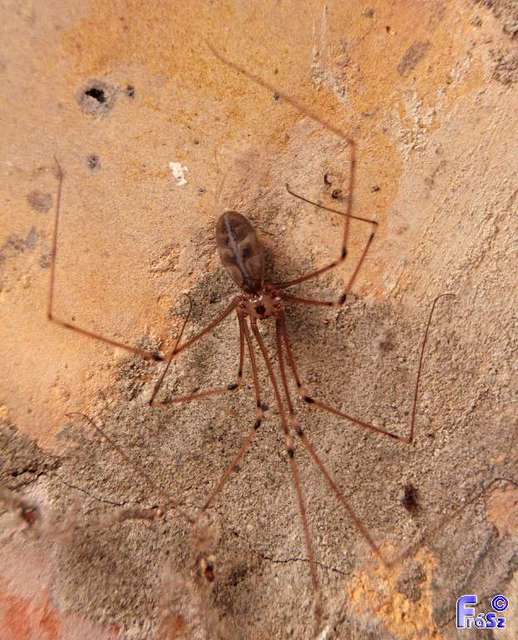 Pholcus phalangioides - nagy álkaszáspók Pholcus phalangioides - nagy álkaszáspók