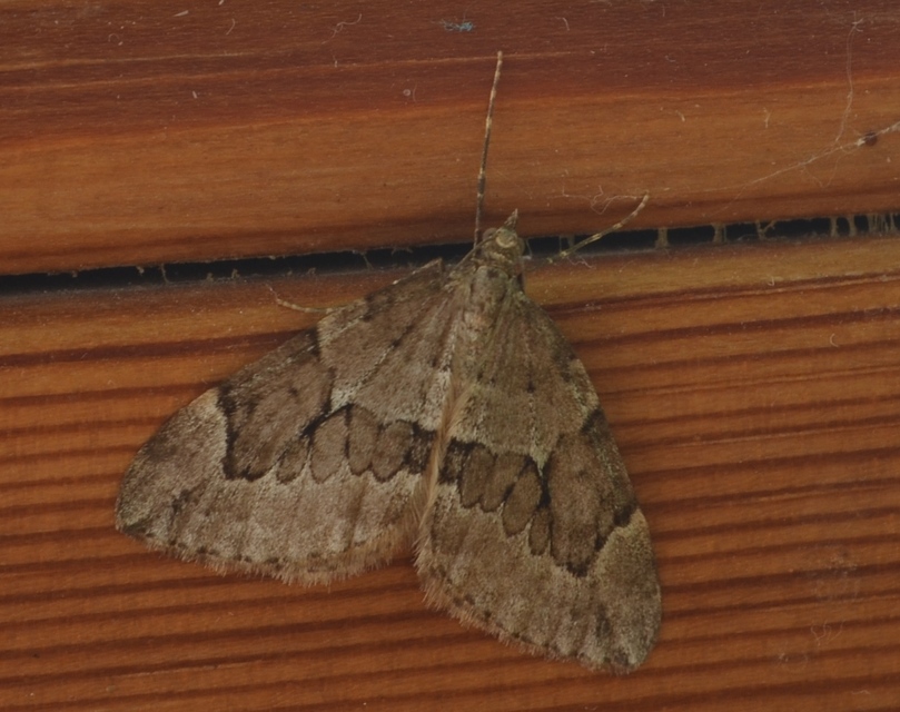 Thera juniperata - boróka-araszoló