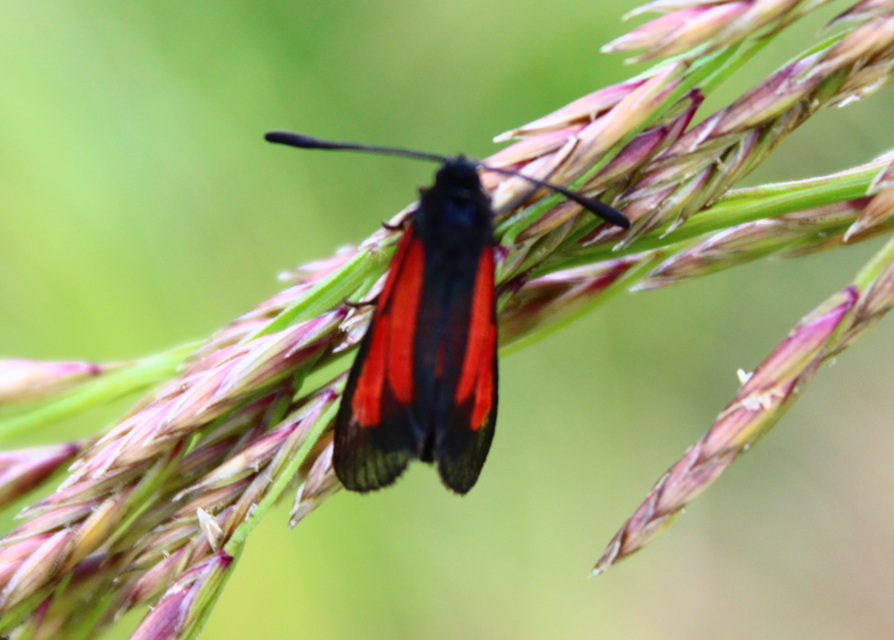 Zygaenidae - csüngőlepkefélék