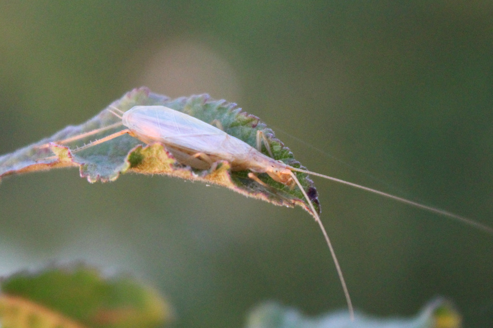 Oecanthus pellucens - pirregőtücsök