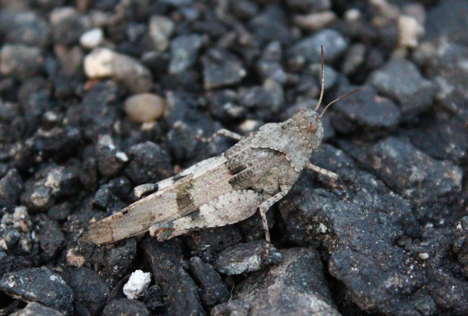 Oedipoda caerulescens - kékszárnyú sáska