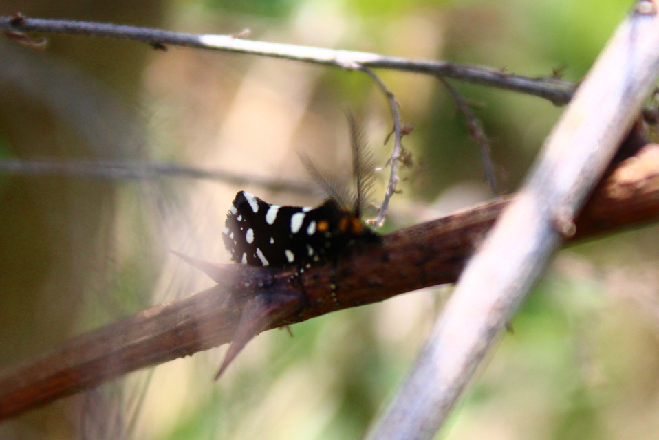 Euplocamus anthracinalis - fésűscsápú korhadékmoly