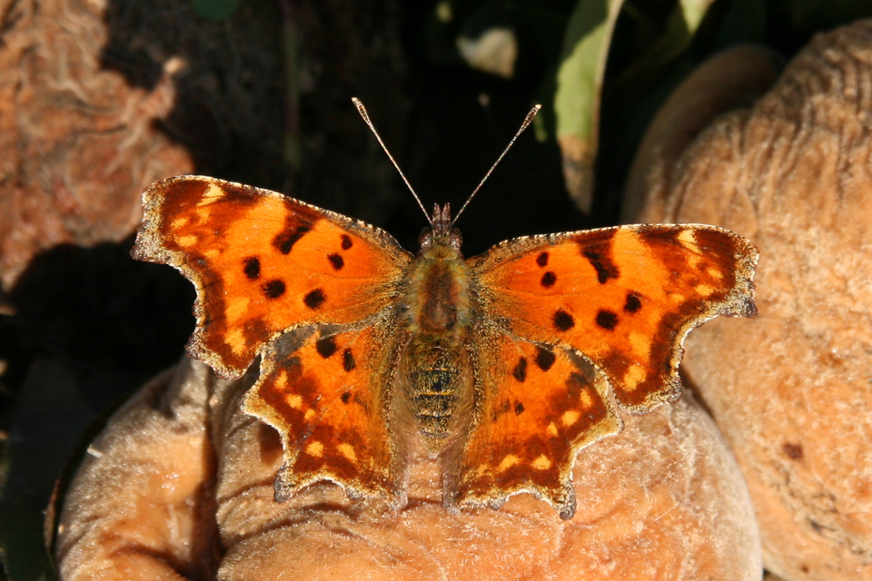 Nymphalis c-album - C-betűs lepke