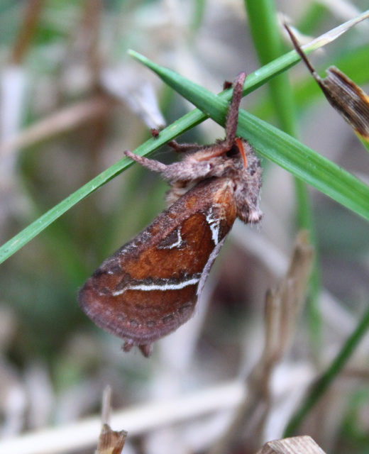 Triodia sylvina - kis gyökérrágólepke