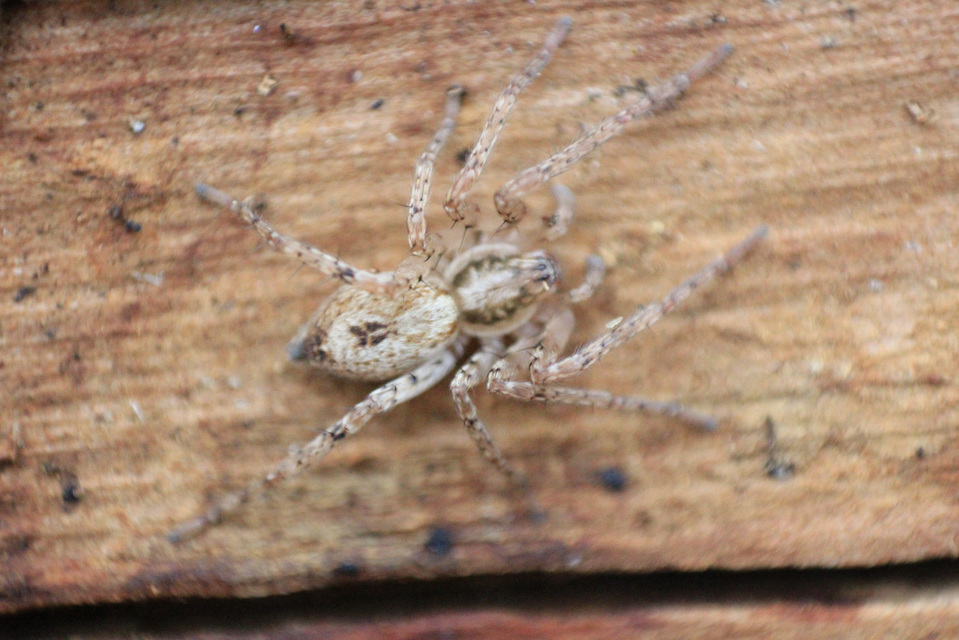 Anyphaena accentuata - jegyespók