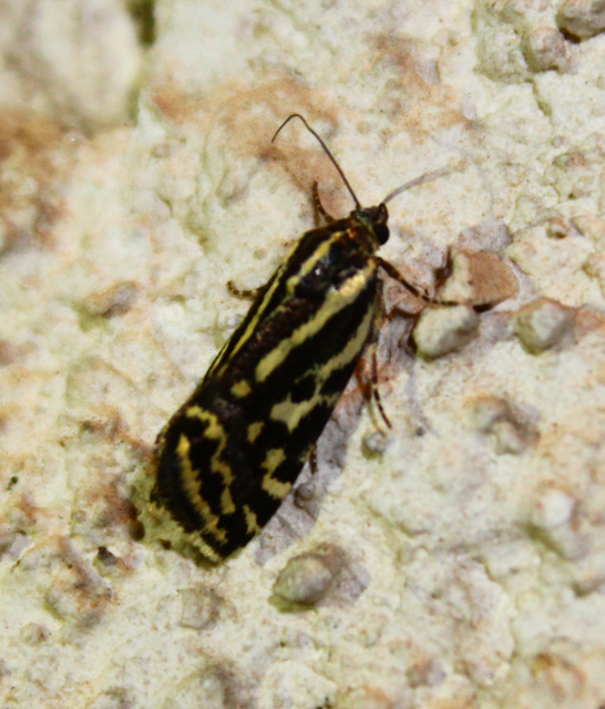 Emmelia trabealis - zebrabagoly