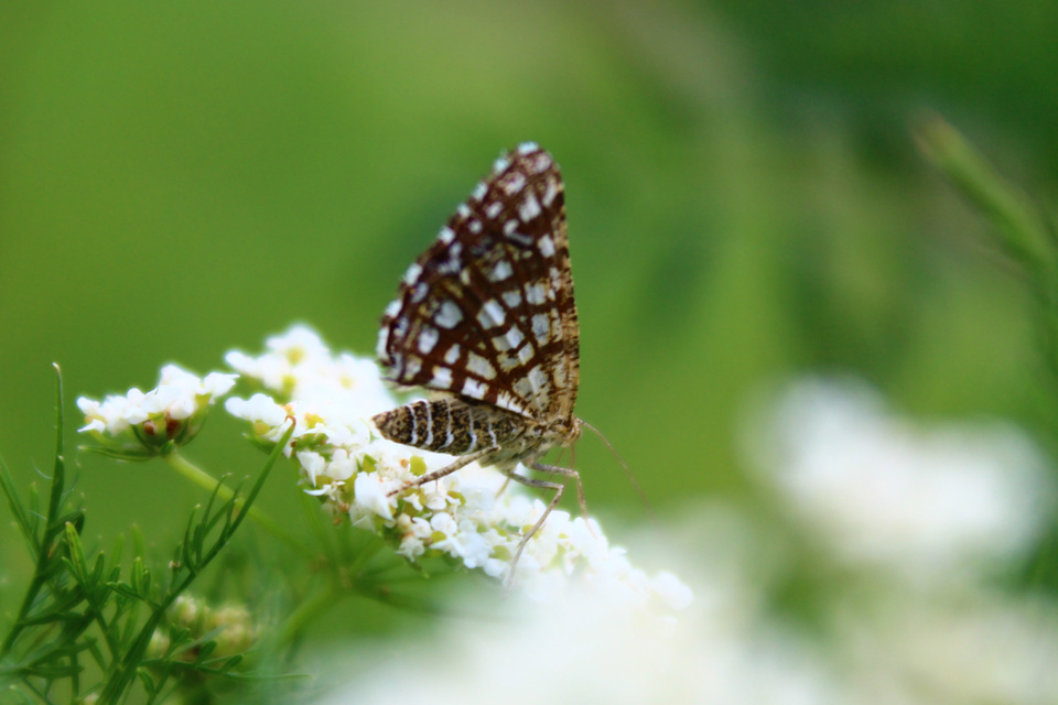 Chiasmia clathrata - rácsos rétiaraszoló