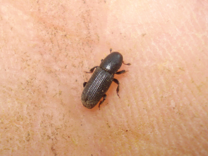 Scolytinae
